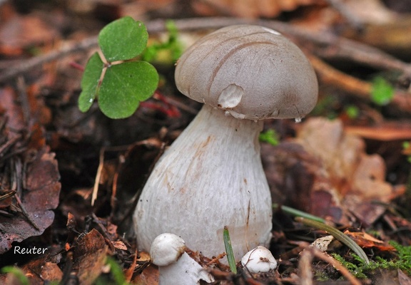 Raufußröhrling (Leccinum sp.)